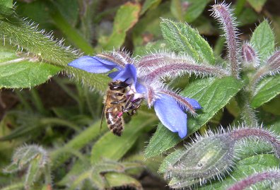 borage