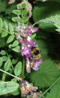 Bumblebee on vetch