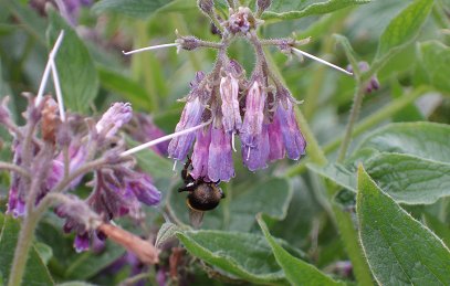 comfrey